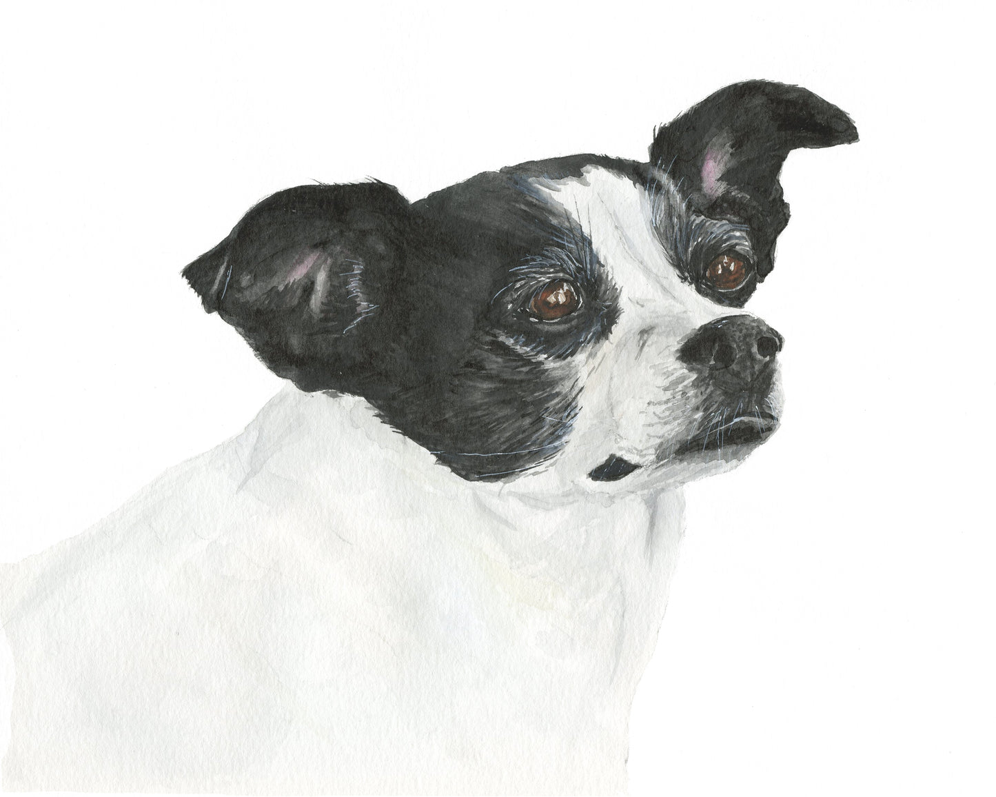 Custom Pet Portraits