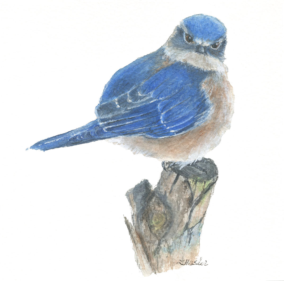 Fluffy Bluebird