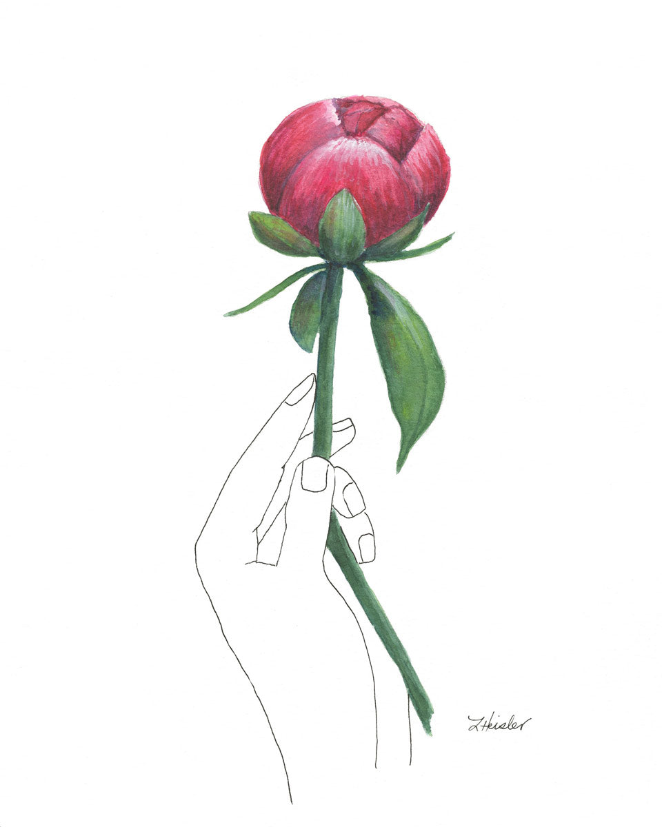 ink drawn hand hold a watercolor peony bud