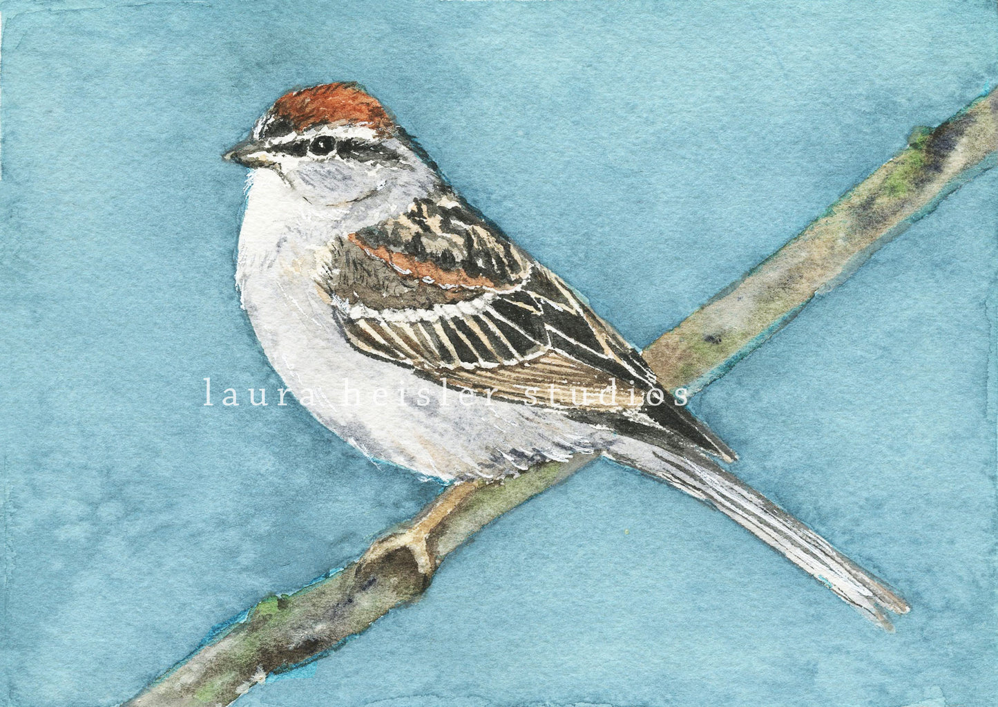 Chipping Sparrow Watercolor Art