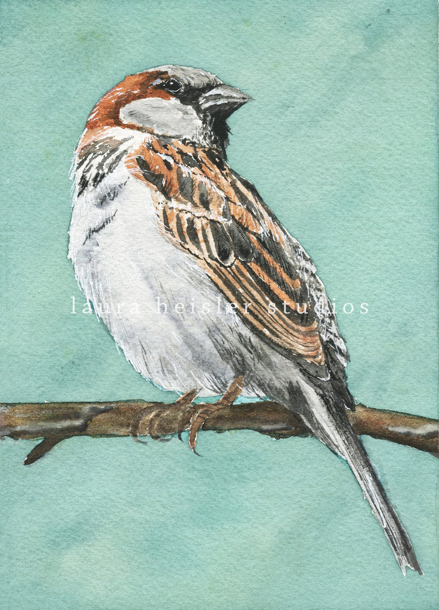 House Sparrow watercolor art original and giclee prints