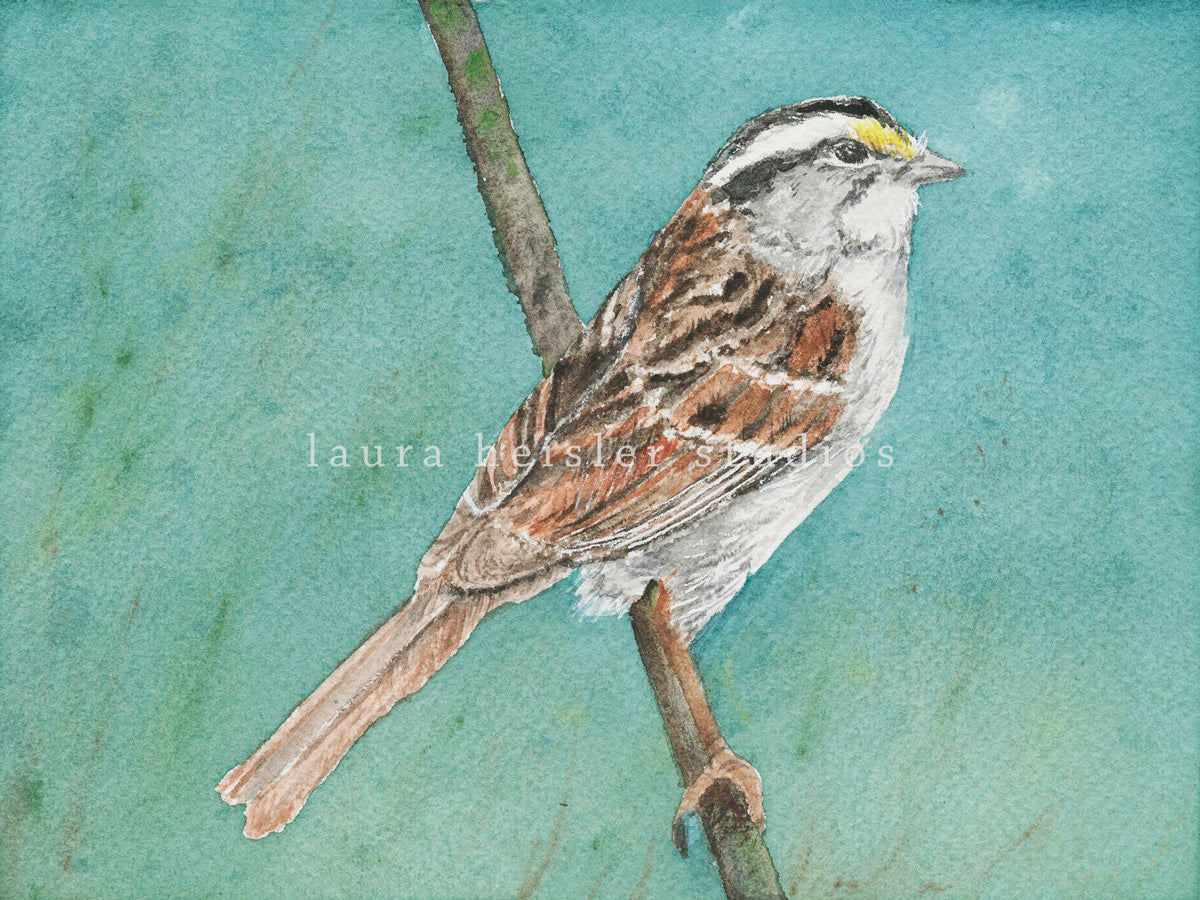White-Throated Sparrow Limited Edition Prints