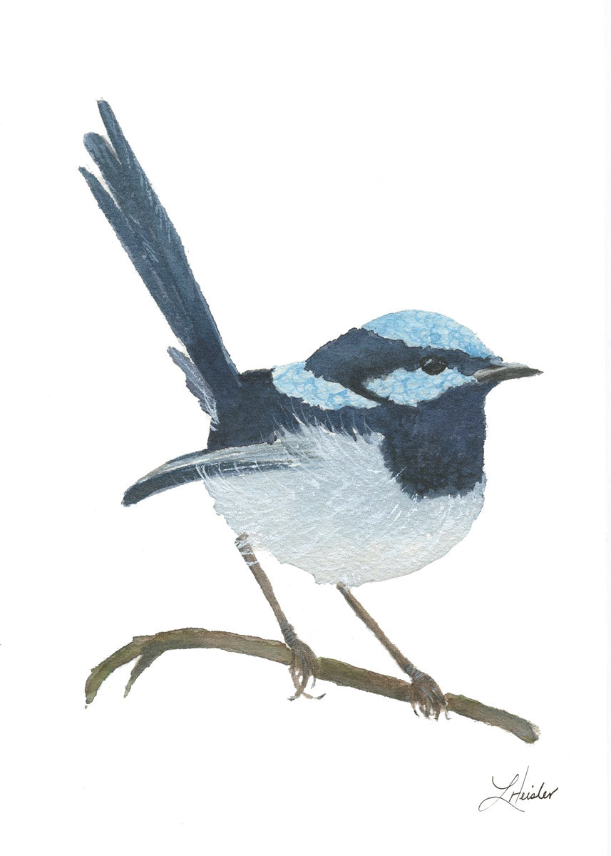 Superb Fairy Male Giclee Print