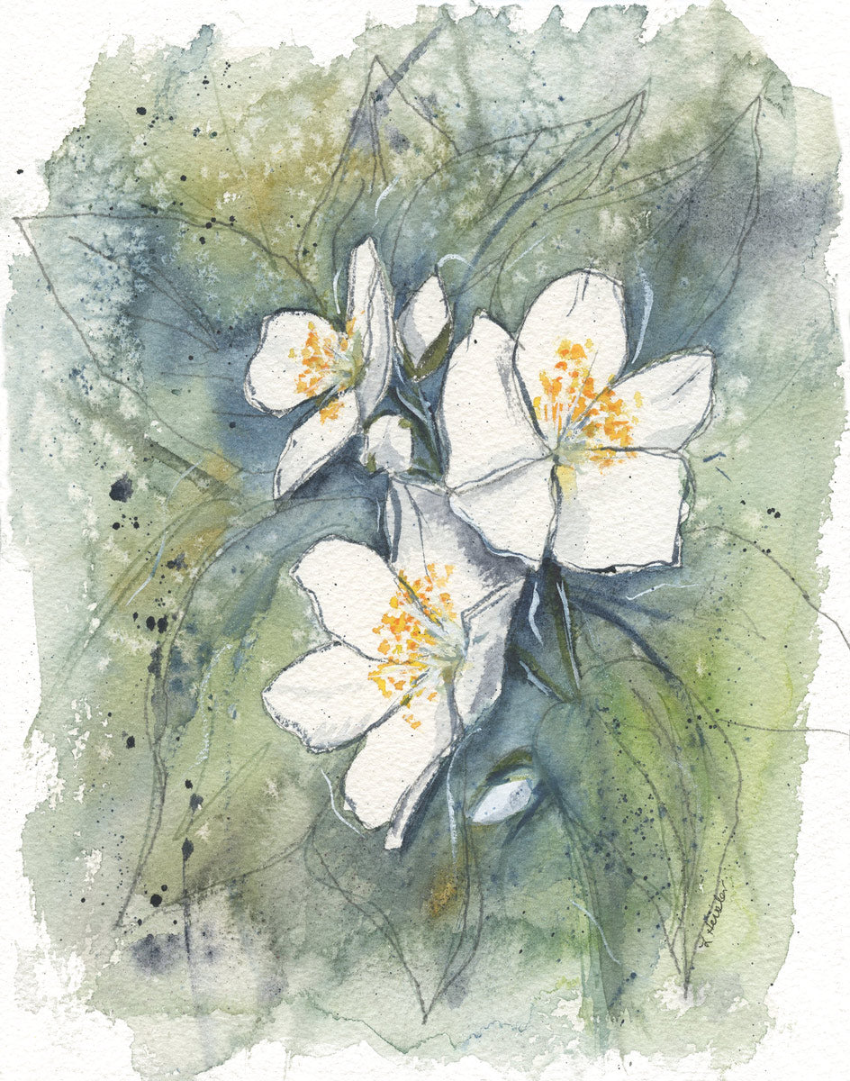 white jasmines buds and blooms in an abstract blue and green background