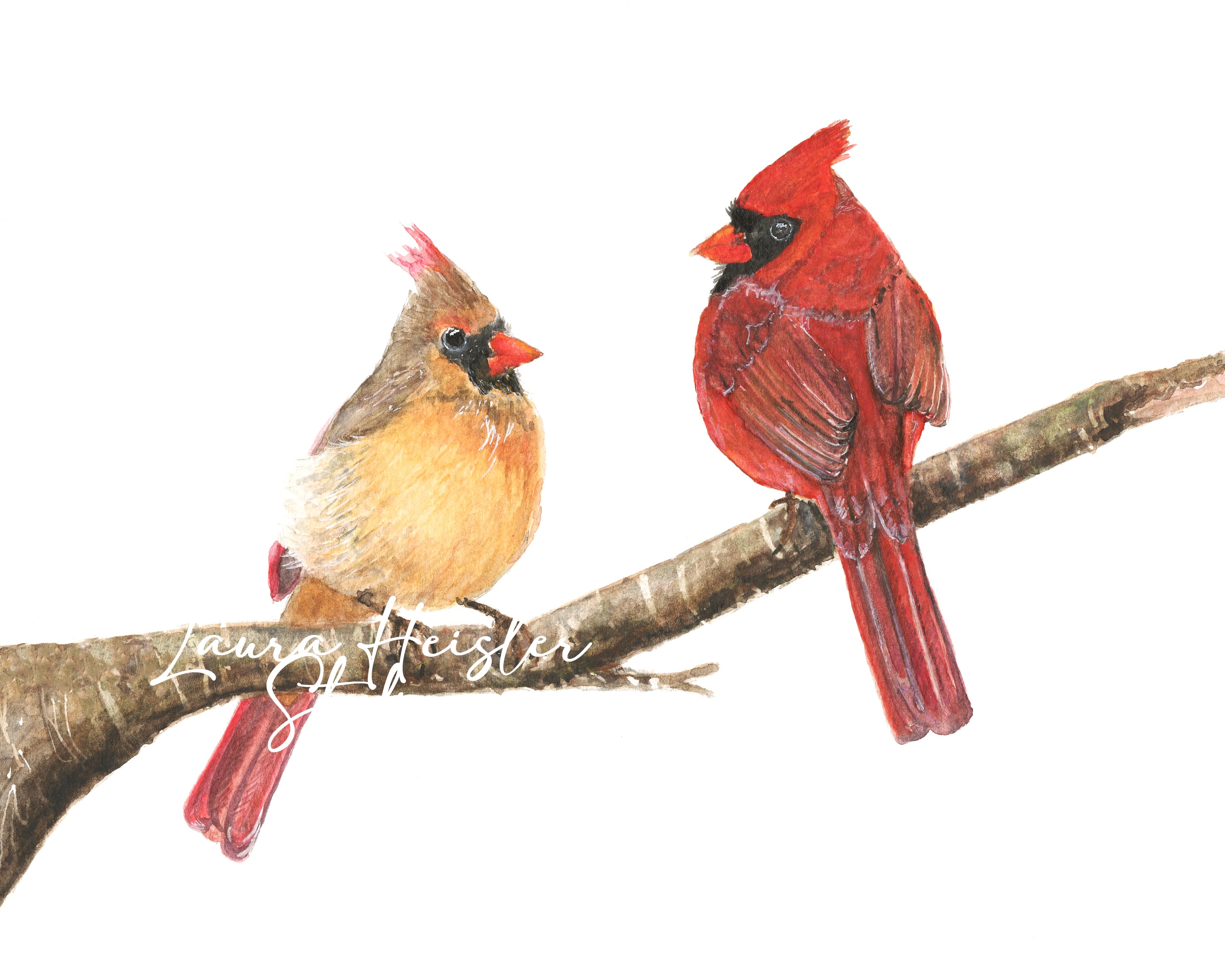 Carol's Cardinals – Laura Heisler Studios