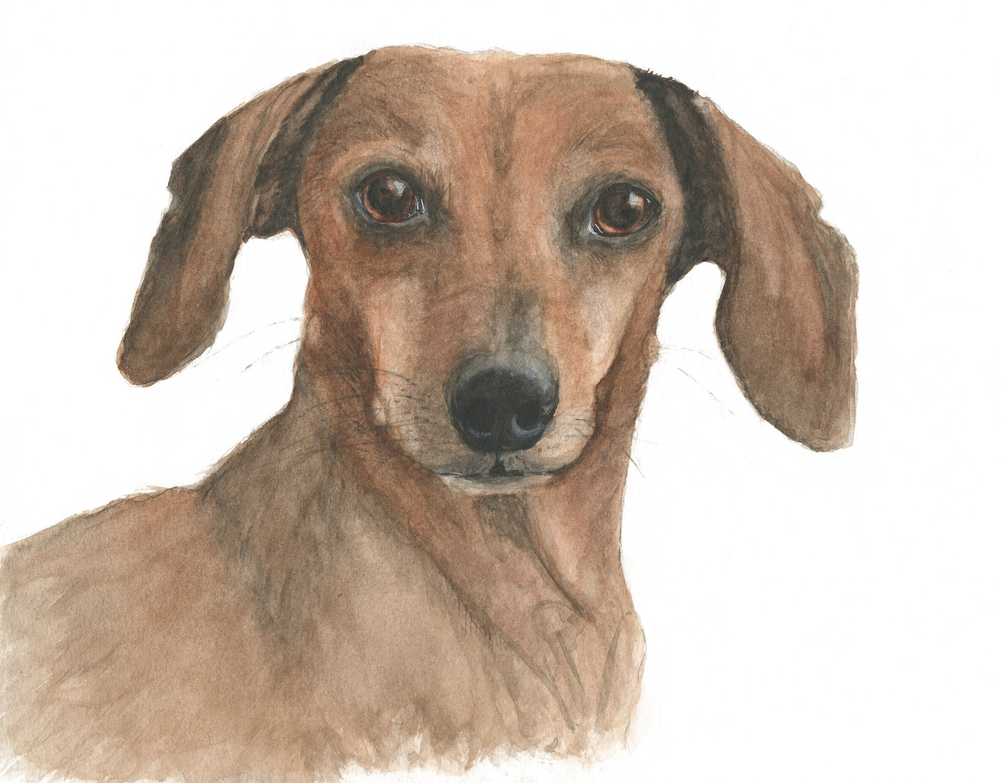 Custom Pet Portraits