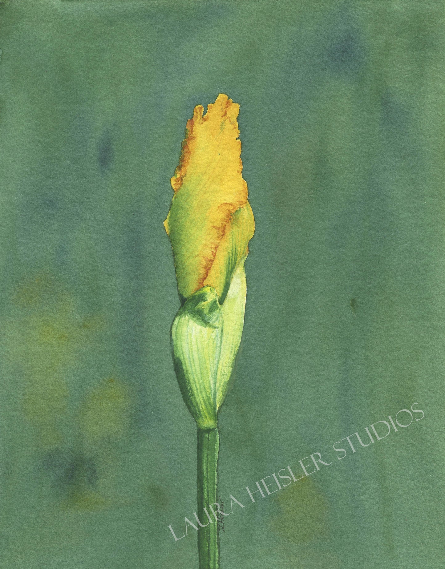 Iris Bud ORIGINAL, 8x10
