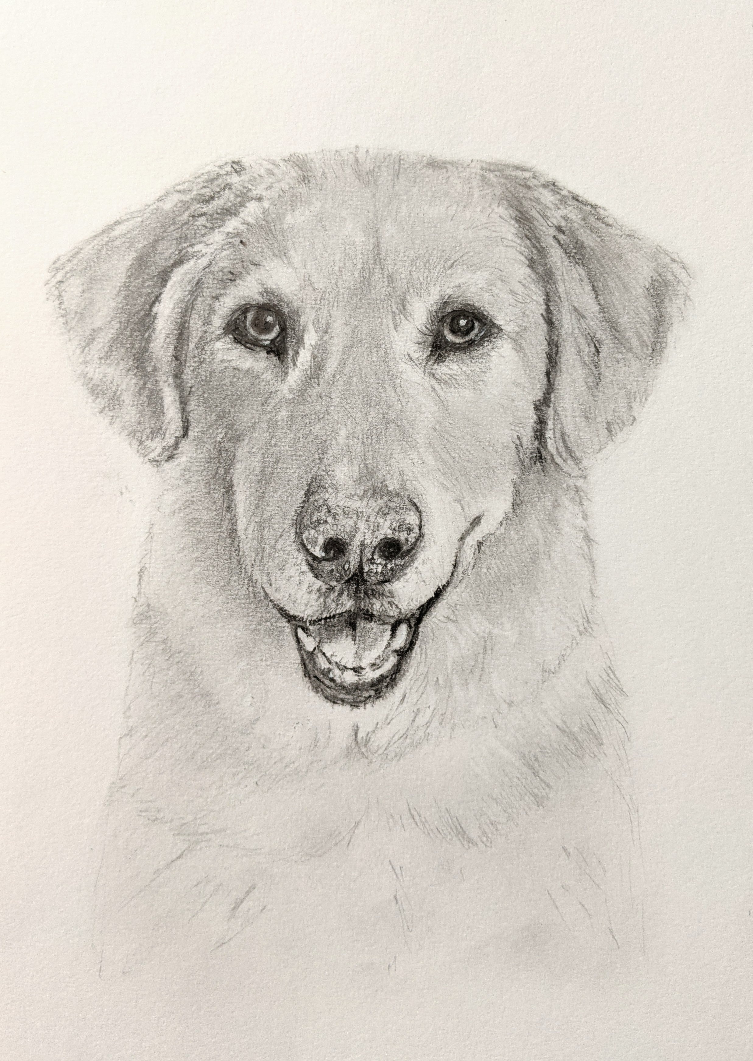 Kingsley Art - Puppy Drawing