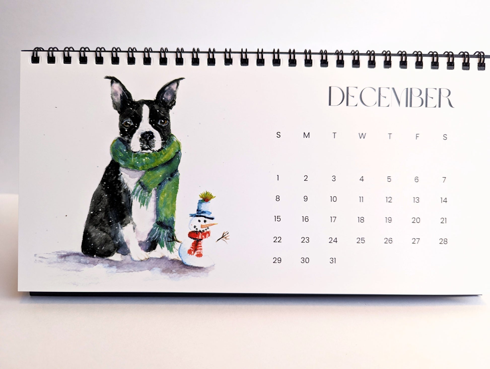 2024 boston terrier calendar of laura heisler studios original artwork of instagram community boston terriers