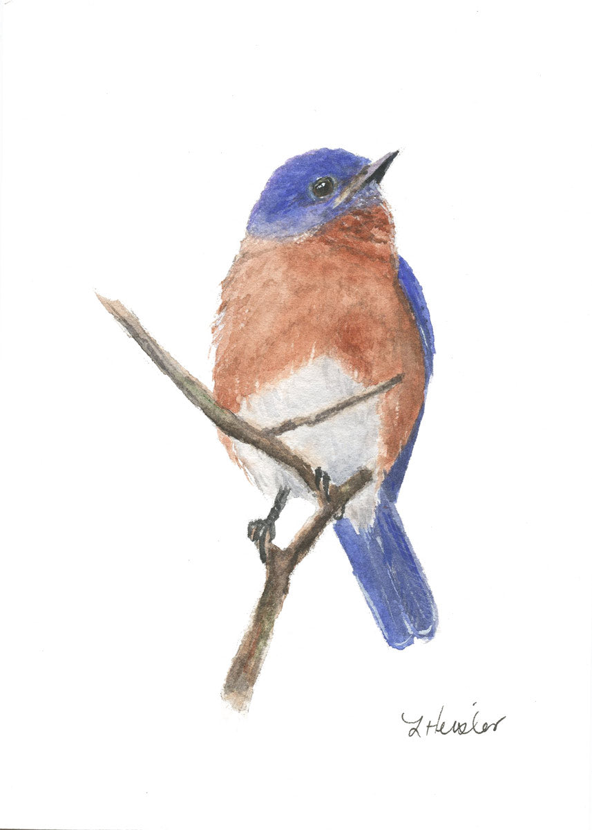 Bluebird -  Giclee Print