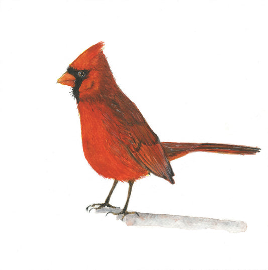 hand painted watercolor male cardinal with attitude