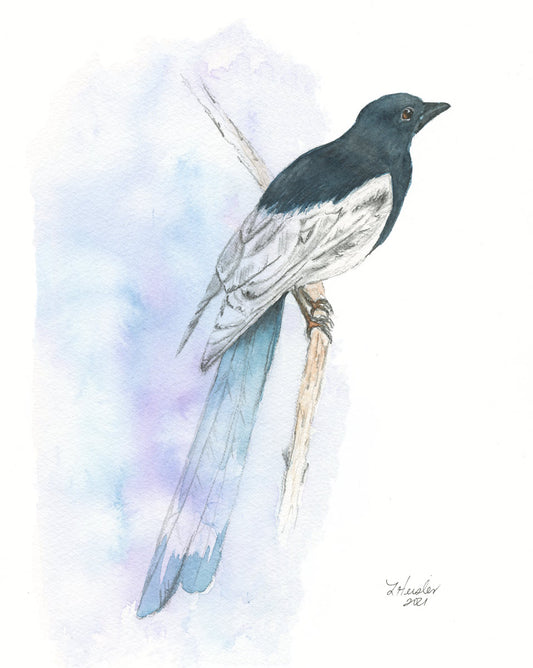 hand painted watercolor and graphite magpie