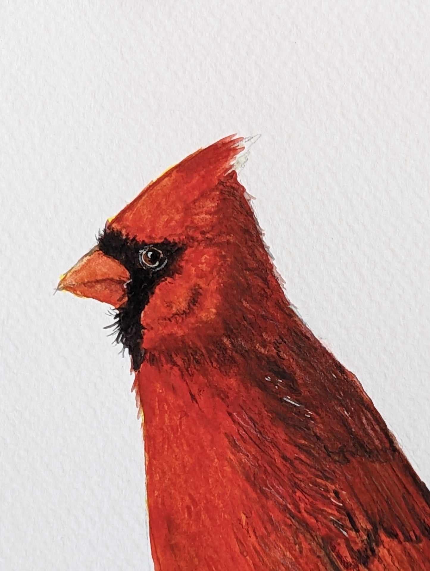 hand painted male cardinal redbird with attitude