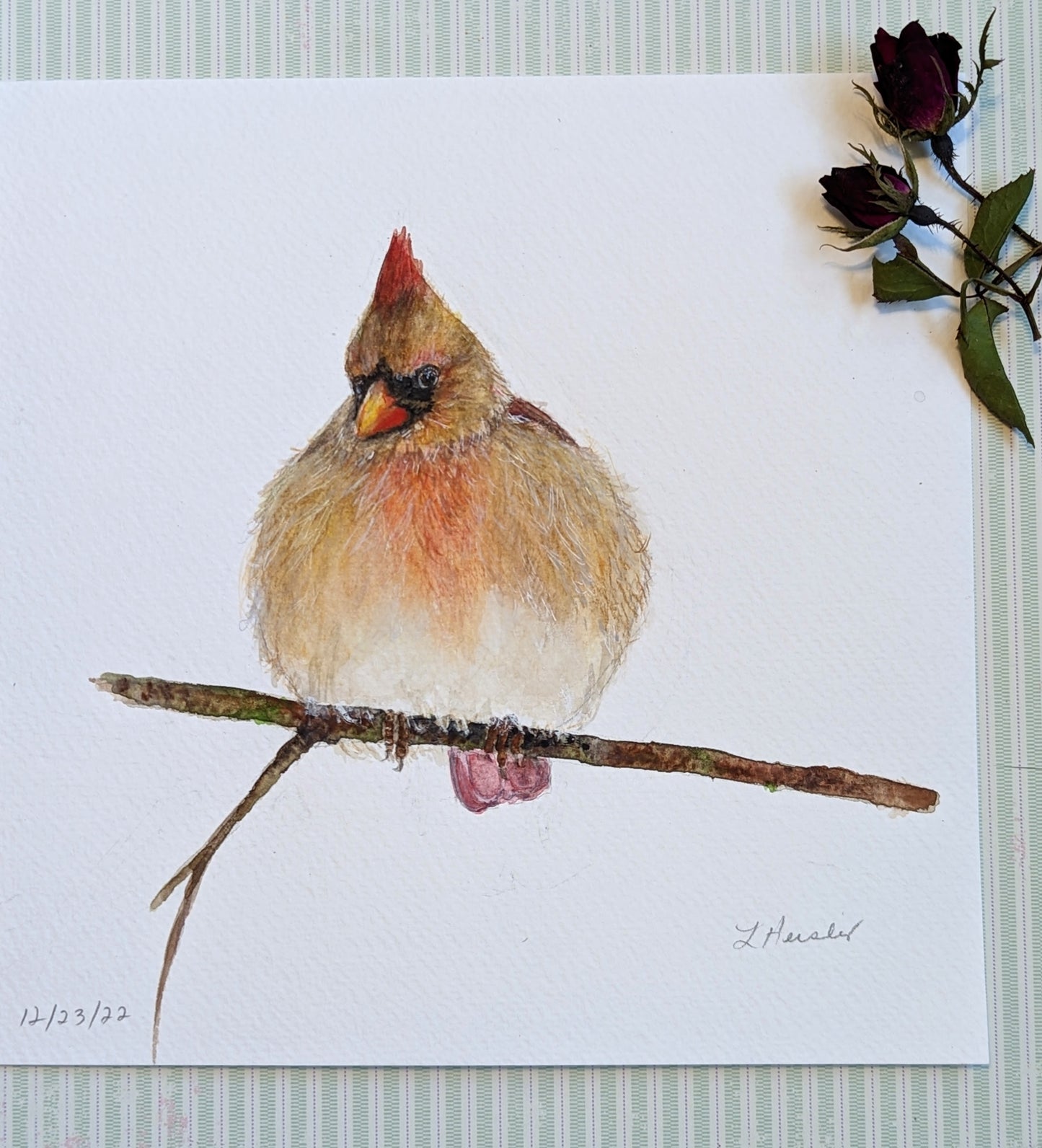 hand painted fluffy female cardinal watercolor