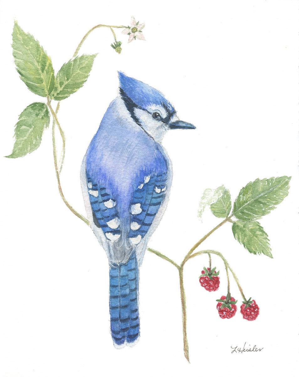 watercolor male blue jay with raspberries and blooms