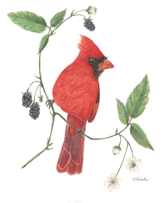 watercolor male cardinal perched on a blackberry branch with berries and blooms