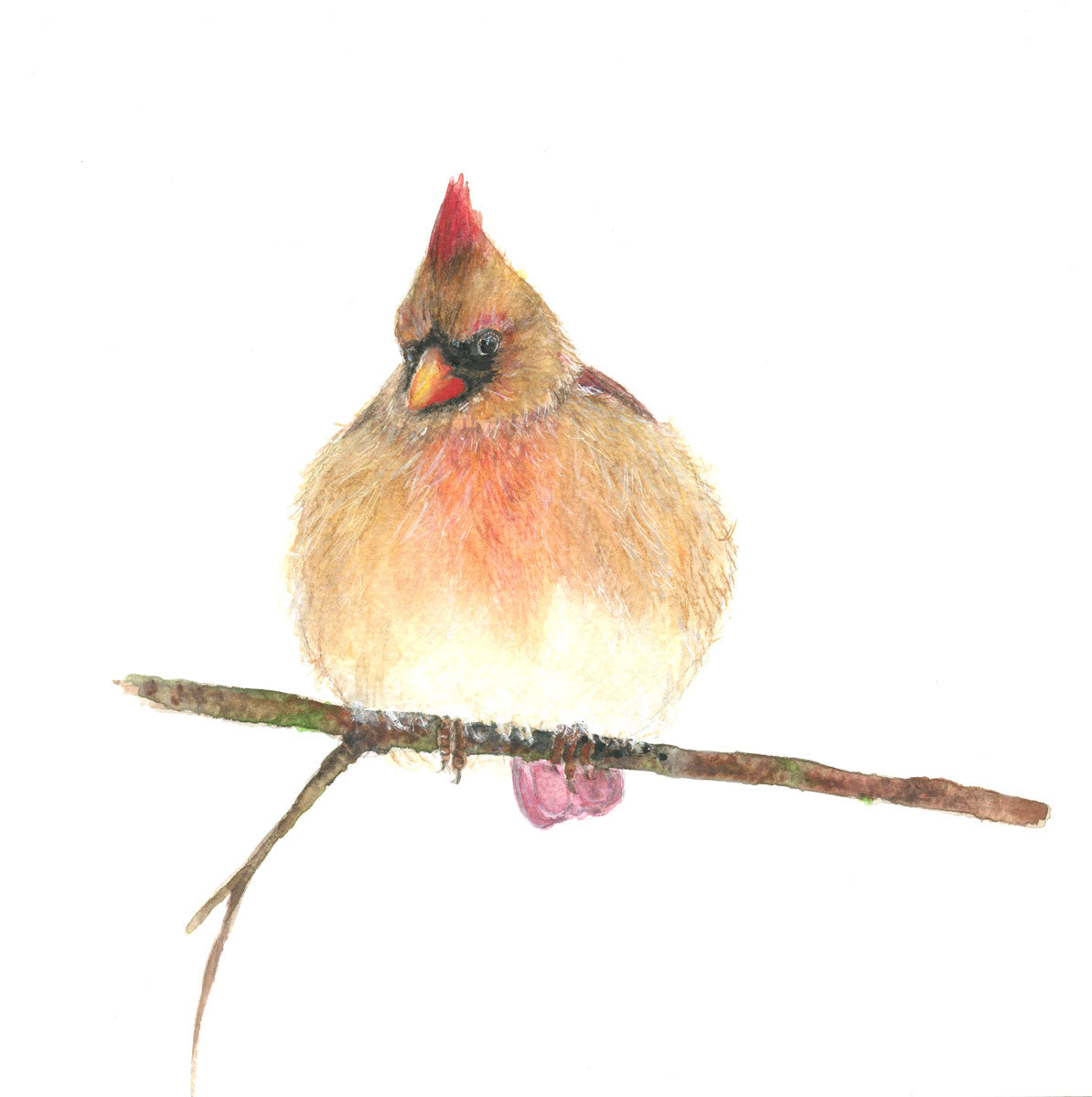 hand painted fluffy female cardinal watercolor