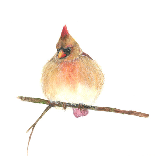 hand painted watercolor fluffy female cardinal