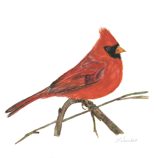 hand painted watercolor male cardinal redbird on branch