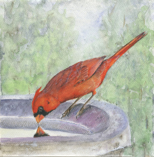 Cardinal Reflection -  Giclee Print