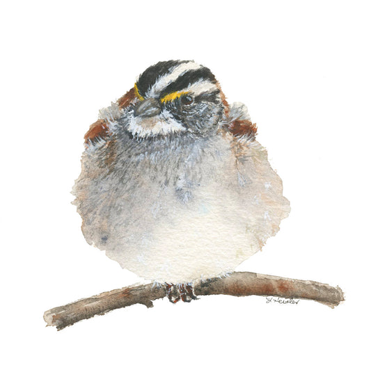 hand painted watercolor artwork of a fluffed up fluffy white throated sparrow on a branch