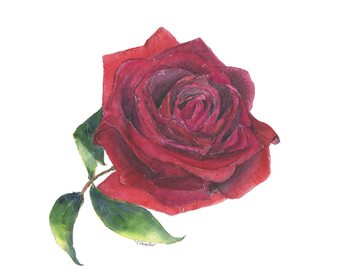 Handpainted red rose watercolor print.