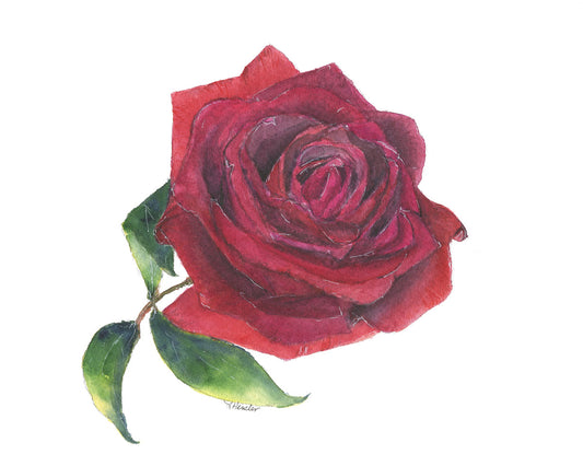 Handpainted red rose watercolor print.