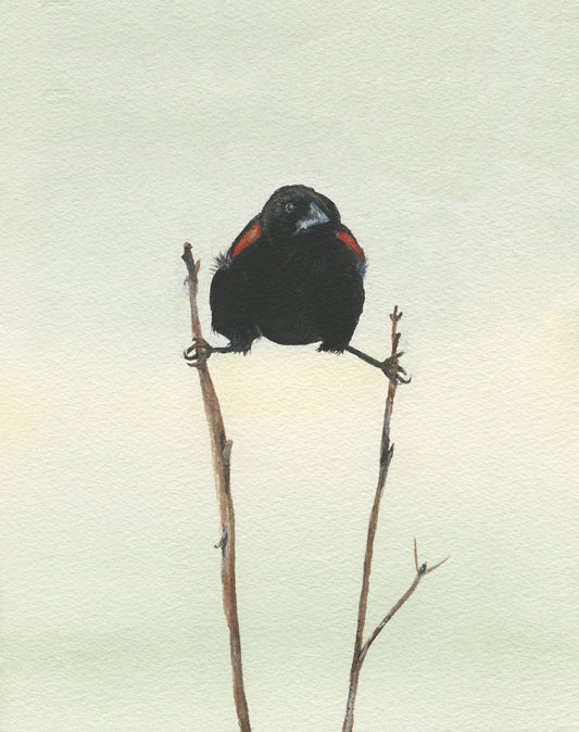 Red Winged Blackbird Giclee Print