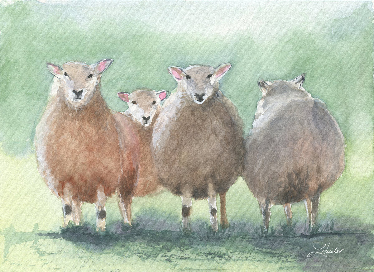 hand painted watercolor 4 sheep with one facing away camera shy
